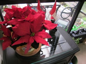 「♬⁂✰ 少し早いクリスマスプレゼント ✰⁂♬」関連画像