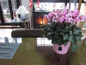 「ピンクの可愛い✽シクラメン✽ 届きました。」関連画像