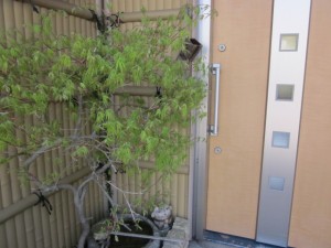 「もみじ  今年も新しい葉をつけてくれました。」関連画像