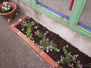 「植えました。」関連画像