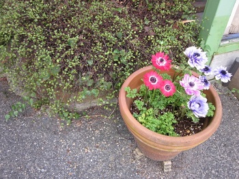 「花が咲きました。」関連画像