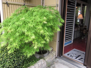 「もみじが青々と。」関連画像