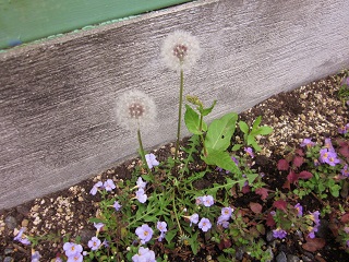 「⁂ たんぽぽ ⁂」関連画像