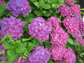 「紫陽花  ～アジサイ～」関連画像