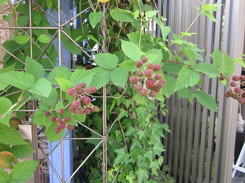 「::: black berry :::」関連画像