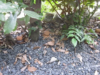 「かくれんぼ」関連画像