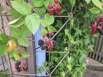 「続 ・ black berry」関連画像