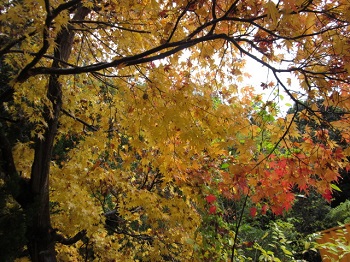 「紅葉。」関連画像