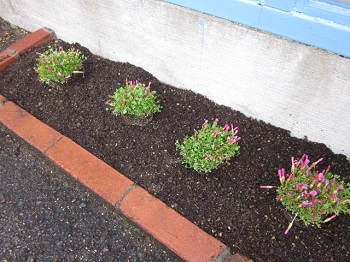 「植え替え」関連画像