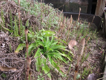 「つくし」関連画像