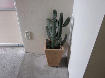 「▲ サボテン ▲」関連画像