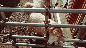 「のどかです。。。🐑」関連画像