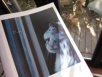 「【 Neighbor ネイバー 】 vol.504 ⁑今月のランキング⁑ カカオ豆の生産量」関連画像