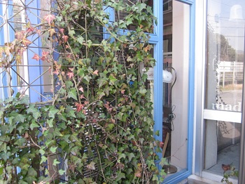 「枯れた色、これもまた良い雰囲気 ☺」関連画像