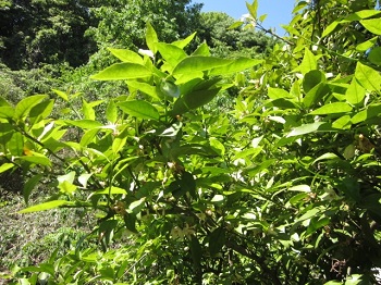 「すだちの木」関連画像