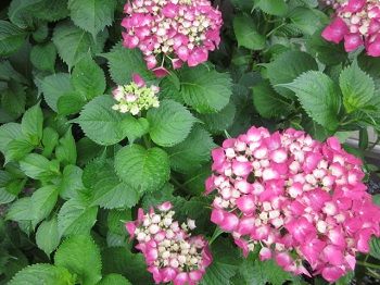 「あじさい」関連画像