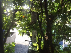 「いい日だね・・・ 風流な”ふうりん”」関連画像