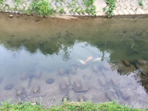 「ウォーキング中に見た “ ほほえましい鯉4匹 （゜））＜＜ ”」関連画像