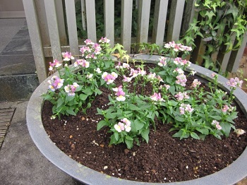 「綺麗な色です。」関連画像