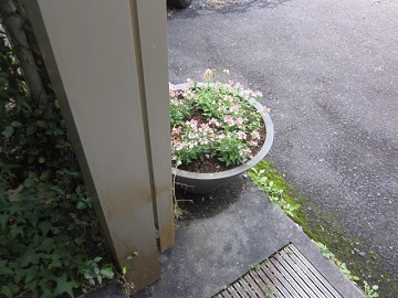 「少しずつ、咲いてきました❀」関連画像