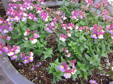 「パッと華やかに。」関連画像