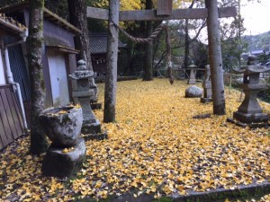「銀杏の絨毯」関連画像