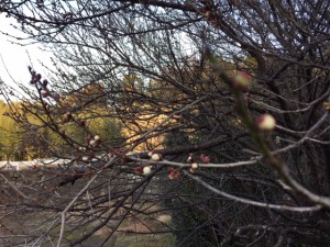 「こんなに寒いのに、もう春が近づいています。」関連画像