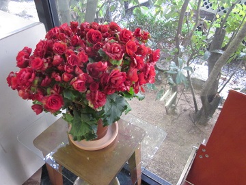 「✧ ベゴニア ✧」関連画像