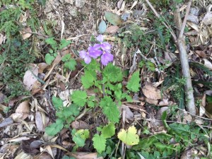 「健康ウォーキング再開で見つけた“かわいい花・・”」関連画像