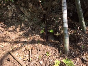 「∴ 見つけた ∴ 【筍】」関連画像