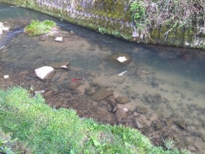 「鯉 三匹 今年初めてお目見え 🐟.。o○」関連画像