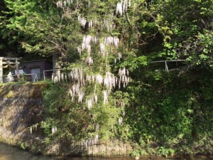 「今日のウォーキングで。」関連画像