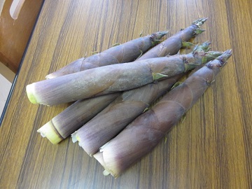 「タケノコGET」関連画像