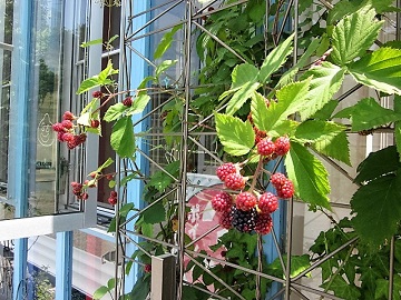 「ブラックベリー☆」関連画像