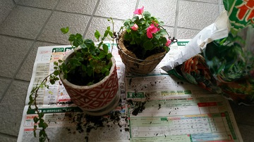 「:🌷 素敵な園芸店 🌷:」関連画像