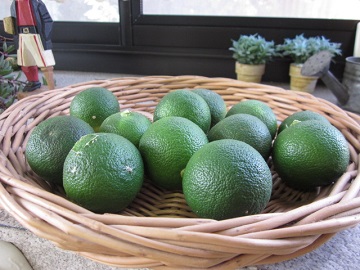 「すだちが採れました。」関連画像