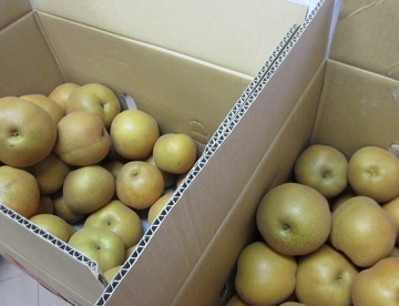 「・・・ 梨 ・・・」関連画像