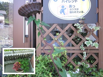 「ツルが伸び伸び」関連画像