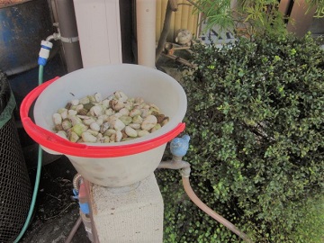 「この石を。」関連画像