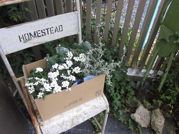 「今朝、買ってきました。」関連画像