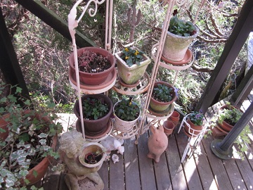 「”ウッドデッキ”が華やかになりました。」関連画像