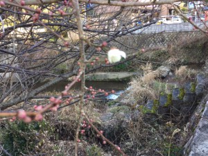 「ひと花だけが可憐にかわいく・・・・」関連画像