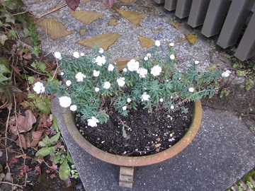 「花かんざし 🌹:＊::」関連画像