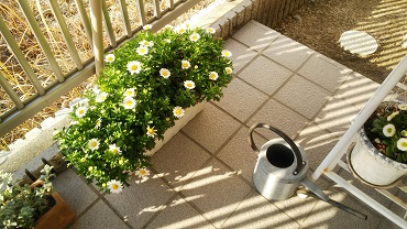 「綺麗に咲いています。」関連画像