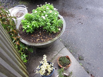 「植え替え後」関連画像