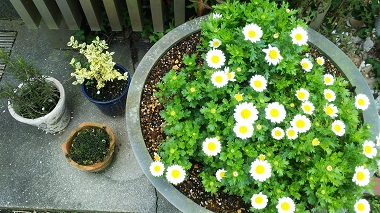 「どんどん咲いています！」関連画像