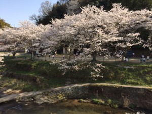 「満開の桜の木の下で遊ぶ子供たち」関連画像