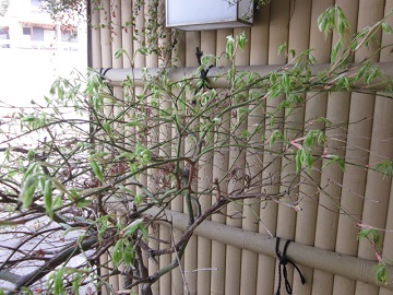 「新芽。」関連画像