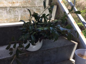 「いっぱい“榊”を。」関連画像