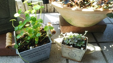 「癒しです。」関連画像